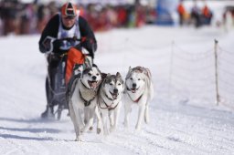 Lenk 2013